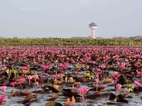 ล่องเรือชม-ทะเลบัวแดง-อุทยานนกน้ำทะเลน้อย-จ.พัทลุง