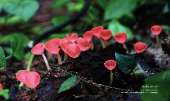 เขาช่อ-ไปปีนยอดเขาช่อ-เดินป่าใกล้ๆแค่เนี้ยความสวยไม่แพ้ยอดดอย-ที่สระบุรี