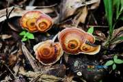 เที่ยวน้ำตกตาดหินยาว-ปราจีนบุรี-หลีผีเมืองไทย