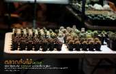 ตลาดต้นไม้กลางคืน-สวรรค์ของคนปลูกแคคตัส-Cactus-เฟิร์น-และ-ต้นไม้นานาชนิด