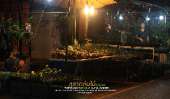 ตลาดต้นไม้กลางคืน-สวรรค์ของคนปลูกแคคตัส-Cactus-เฟิร์น-และ-ต้นไม้นานาชนิด