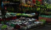 ตลาดต้นไม้กลางคืน-สวรรค์ของคนปลูกแคคตัส-Cactus-เฟิร์น-และ-ต้นไม้นานาชนิด
