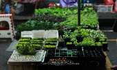 ตลาดต้นไม้กลางคืน-สวรรค์ของคนปลูกแคคตัส-Cactus-เฟิร์น-และ-ต้นไม้นานาชนิด