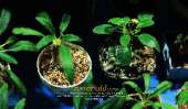 ตลาดต้นไม้กลางคืน-สวรรค์ของคนปลูกแคคตัส-Cactus-เฟิร์น-และ-ต้นไม้นานาชนิด