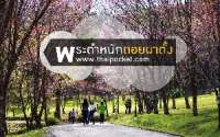 พระตำหนักดอยผาตั้ง-ไปดูแกะบนดอย-รายล้อมด้วยซากุระเมืองไทยที่พระตำหนักดอยผาตั้ง-วิวดีๆมีอีกเยอะ-จ.เชื่องใหม่
