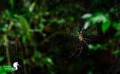 เดินป่าที่สระบุรี-นอนริมลำธาร-ที่คลองผักหนาม-2017-ทริปง่ายๆแค่อยากนอนฟังเสียงฝน