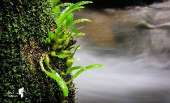 เดินป่าที่สระบุรี-นอนริมลำธาร-ที่คลองผักหนาม-2017-ทริปง่ายๆแค่อยากนอนฟังเสียงฝน