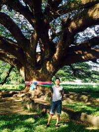 มาชม-ต้นจามจุรียักษ์-ที่เมืองกาญ