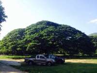มาชม-ต้นจามจุรียักษ์-ที่เมืองกาญ