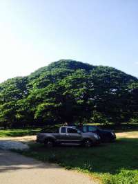 มาชม-ต้นจามจุรียักษ์-ที่เมืองกาญ