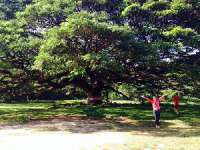 มาชม-ต้นจามจุรียักษ์-ที่เมืองกาญ