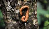 อุทยานแห่งชาติรามคำแหง-อช.รามคำแหง-เขาหลวงสุโขทัย