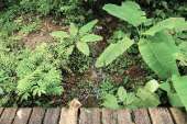 อุทยานแห่งชาติรามคำแหง-อช.รามคำแหง-เขาหลวงสุโขทัย