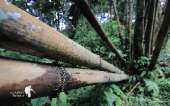 อุทยานแห่งชาติรามคำแหง-อช.รามคำแหง-เขาหลวงสุโขทัย