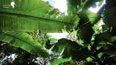 อุทยานแห่งชาติรามคำแหง-อช.รามคำแหง-เขาหลวงสุโขทัย