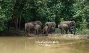 ที่พักท่ามกลางธรรมชาติ-พิษณุโลก-ทรัพย์ไพรวัลย์รีสอร์ท-พร้อมกิจกรรมมากมาย
