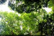 Koh-Kood-Island-Resort-เกาะกูด-ไอร์แลนด์-รีสอร์ท