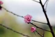 ทริปเที่ยวอ่างขางก่อนปีใหม่
