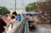 ไปถ่ายรูปนกนางนวล-ตากอากาศบางปู-จ.สมุทรปราการ