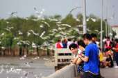 ไปถ่ายรูปนกนางนวล-ตากอากาศบางปู-จ.สมุทรปราการ