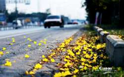 ออกถ่าย-เหลืองปรีดียาธร-กัน