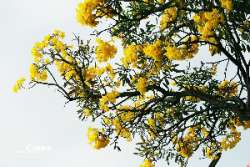ออกถ่าย-เหลืองปรีดียาธร-กัน