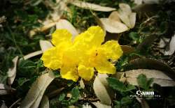 ออกถ่าย-เหลืองปรีดียาธร-กัน