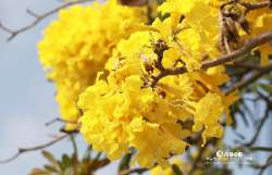ออกถ่าย-เหลืองปรีดียาธร-กัน