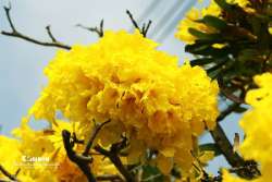 ออกถ่าย-เหลืองปรีดียาธร-กัน