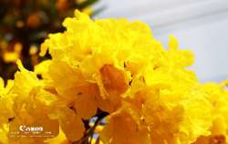 ออกถ่าย-เหลืองปรีดียาธร-กัน