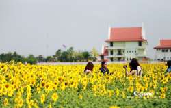 แวะเวียนทุ่งดอกทานตะวัน-ณ.-เทศบาลตำบลธัญบุรี-จังหวัดปทุมธานี