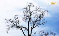 พาเที่ยว-อุทยานแห่งชาติปางสีดา-ช่วงที่ไม่มีผีเสื้อ