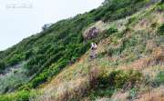 อุทยานแห่งชาติเขาแหลมหญ้า-หมู่เกาะเสม็ด-จังหวัดระยอง