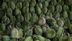 ตลาดกลางผลไม้เพื่อการเกษตรตะพง-จังหวัดระยอง