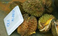 ตลาดกลางผลไม้เพื่อการเกษตรตะพง-จังหวัดระยอง