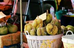 ตลาดกลางผลไม้เพื่อการเกษตรตะพง-จังหวัดระยอง