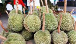 ตลาดกลางผลไม้เพื่อการเกษตรตะพง-จังหวัดระยอง