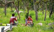 พาเที่ยว-ทุ่งดอกกระเจียว-ณ.ป่าหินงาม-อ.เทพสถิต-จ.ชัยภูมิ