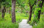 พาเที่ยว-ทุ่งดอกกระเจียว-ณ.ป่าหินงาม-อ.เทพสถิต-จ.ชัยภูมิ
