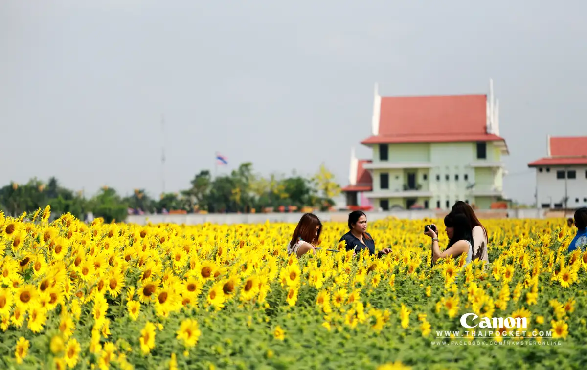 แวะเวียนทุ่งดอกทานตะวัน ณ. เทศบาลตำบลธัญบุรี จังหวัดปทุมธานี