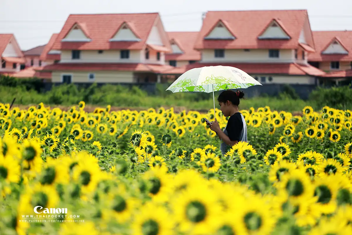 แวะเวียนทุ่งดอกทานตะวัน ณ. เทศบาลตำบลธัญบุรี จังหวัดปทุมธานี