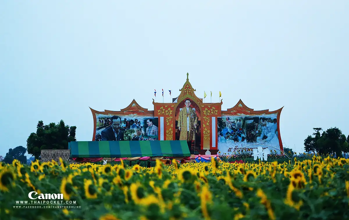 แวะเวียนทุ่งดอกทานตะวัน ณ. เทศบาลตำบลธัญบุรี จังหวัดปทุมธานี