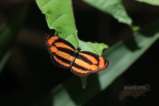 กระลาสีแดงธรรมดา, Neptis hordonia