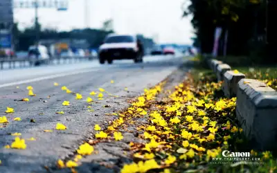 ออกถ่าย เหลืองปรีดียาธร กัน