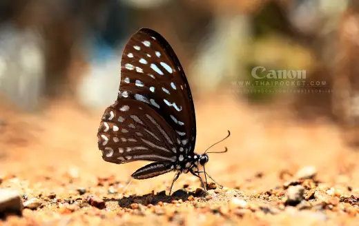 ผีเสื้อม้าลายลายจุด (Spotted Zebra)