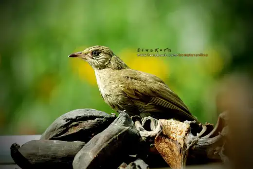 นกปรอดสวน (Streak-eared Bulbul)