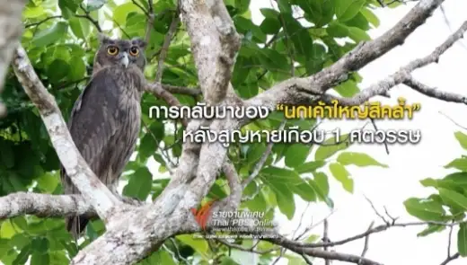 การกลับมาของ "นกเค้าใหญ่สีคล้ำ"