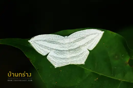 มอธราบปีกแหลม