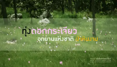พาเที่ยว ทุ่งดอกกระเจียว ณ.ป่าหินงาม อ.เทพสถิต จ.ชัยภูมิ