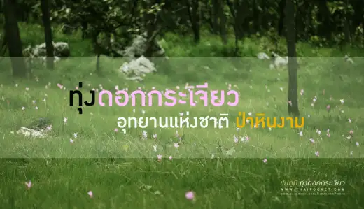พาเที่ยว ทุ่งดอกกระเจียว ณ.ป่าหินงาม อ.เทพสถิต จ.ชัยภูมิ